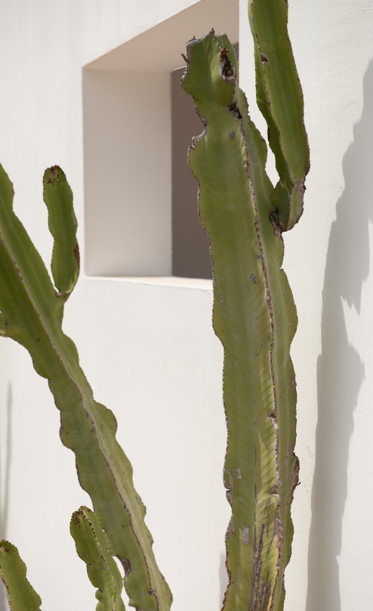 Uno de los muchos cactus que decoran los jardines del resort