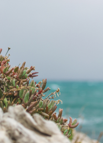 Vegetación sobre roca con el mar al fondo